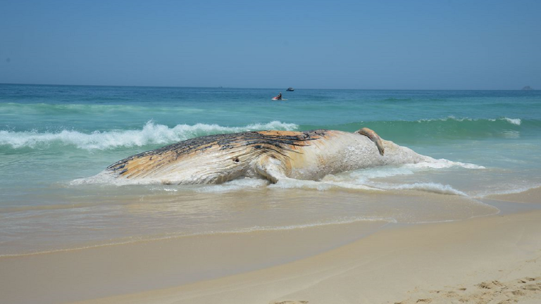 Projeto da Petrobras encontra mais de 30 mil animais mortos em praias