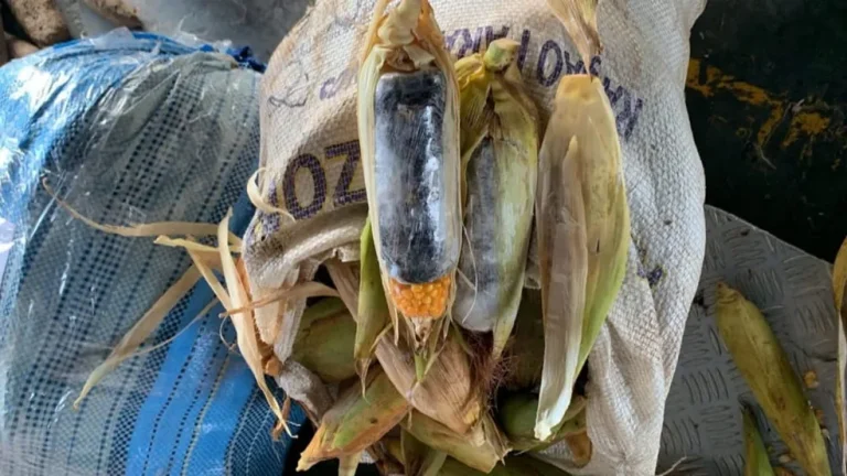 Mais de 37 kg de drogas são apreendidos pela polícia federal dentro de macaxeiras e milho