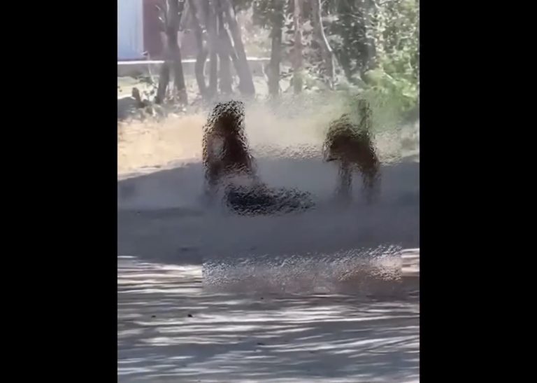 IMAGENS FORTES: Cachorros da raça Pitbull continuam a amedrontar moradores do Bairro Vila Altiva em Caicó e matar outros animais
