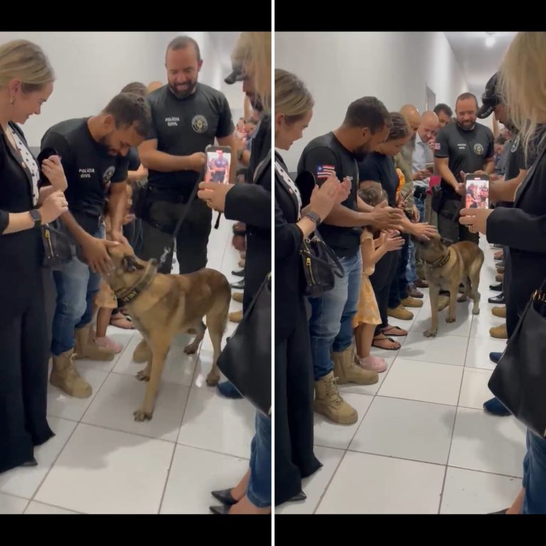 Vídeo: Cão da polícia com câncer terminal recebe homenagem de toda a equipe em seu último expediente