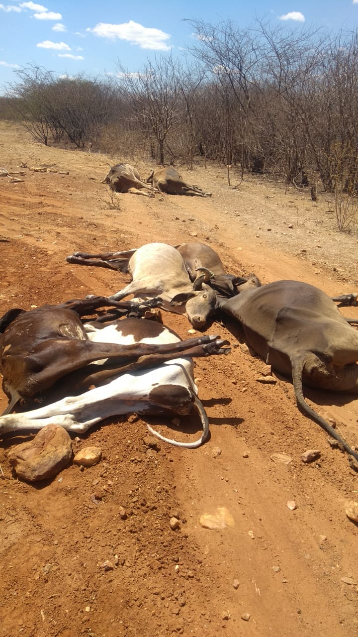 Morte de animais é investigada pelo IDIARN em Jucurutu; São mais de 25 bovinos e caprinos