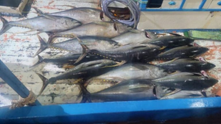 Seis toneladas de atum são apreendidas pelo Ibama no Porto do Mangue