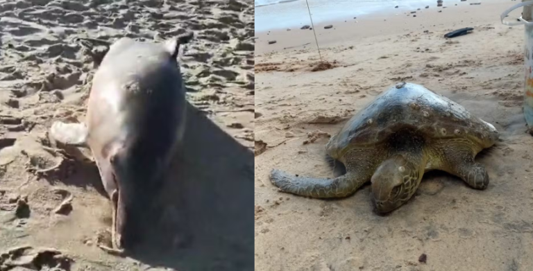 Em menos de 15 dias, litoral do RN registra mortes de 9 tartarugas e 5 golfinhos