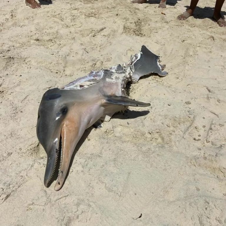 Golfinho é encontrado morto na praia de Pipa