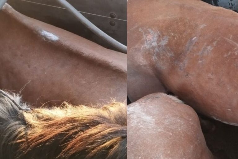 Homem é preso com 27 cavalos que seriam abatidos para fabricar mortadela