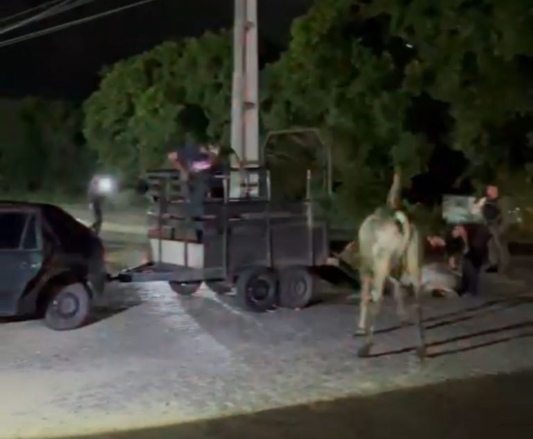 PM prende suspeitos de roubar gado em Macaíba
