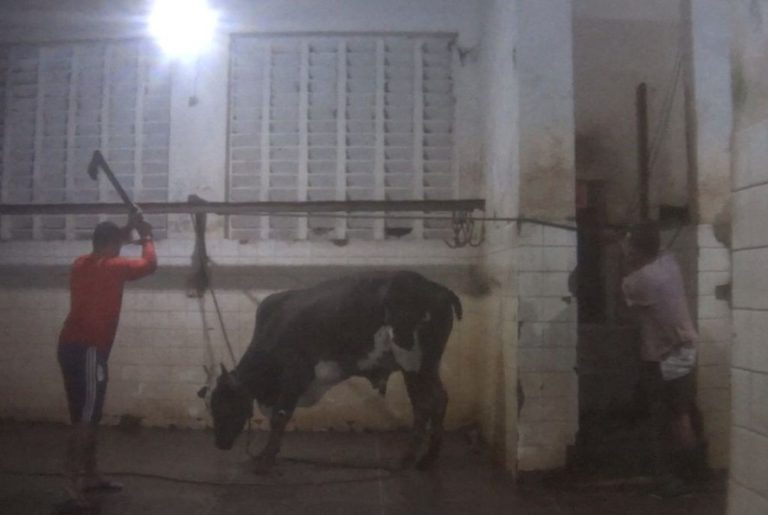 Ong internacional denuncia ao MPF problemas nos matadouros de Caicó e Jardim do Seridó: “Uso de instrumentos agressivos”