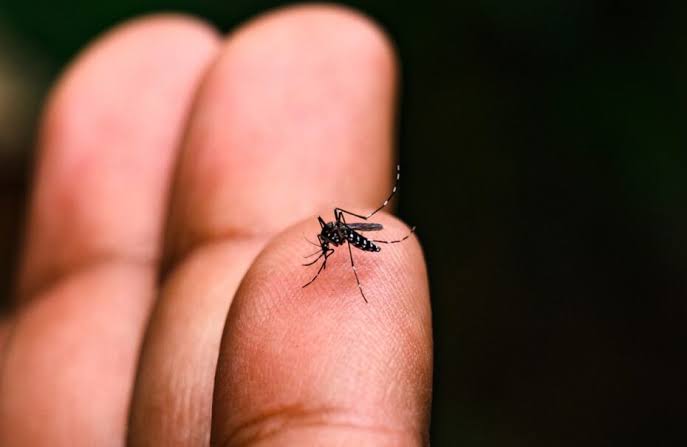 Dengue matou mais que o dobro de pessoas no 1º trimestre de 2024 em relação ao mesmo período de 2023