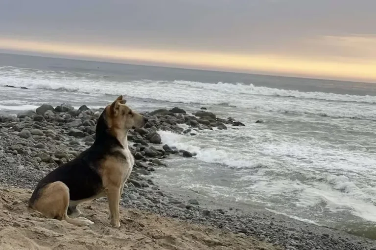 ‘Vaguito’: conheça a história do cachorro que todos os dias espera o dono à beira-mar e será contada em filme