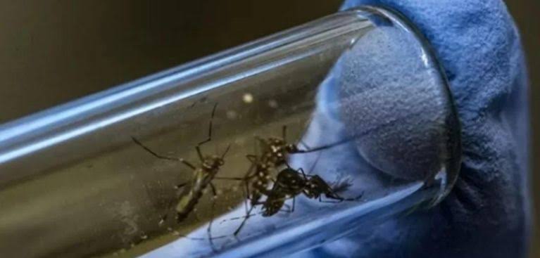 Dengue: epidemia entra na fase mais crítica nesta semana