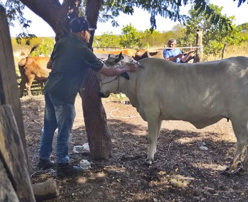 Serra do Mel atinge 100% de vacinação contra febre aftosa