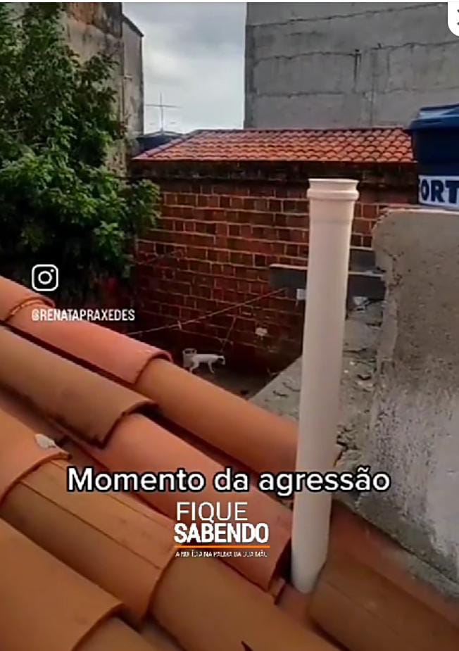 Um caso de agressão contra uma cadelinha ainda filhote, comoveu a cidade de Areia