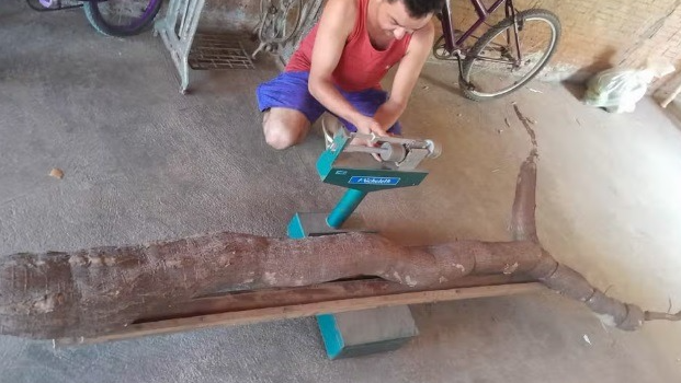 Agricultor colhe macaxeira de 44 quilos e mais de 3 metros no interior do RN