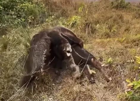 Homem salva tamanduá bandeira e filhote das chamas em meio às queimadas