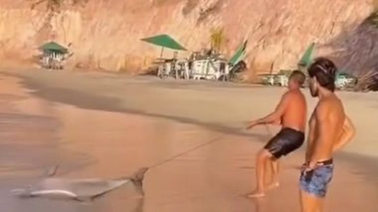 Golfinho é encontrado morto boiando em famosa do RN; caso é o 2º registrado em agosto