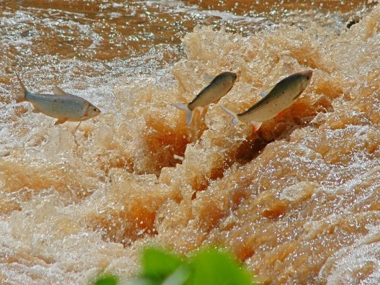 Piracema começa em MT com restrições e multas de até R$ 200 mil | Rdnews